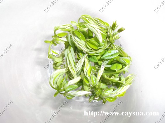 giống cây sưa đỏ