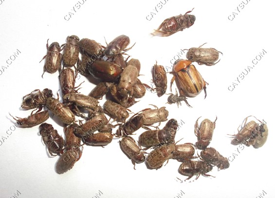 bo-canh-cung-hai-cay-sua-do-an-la-cay-sua.jpg bo-canh-cung-hai-cay-sua-do-an-la-cay-sua.jpg