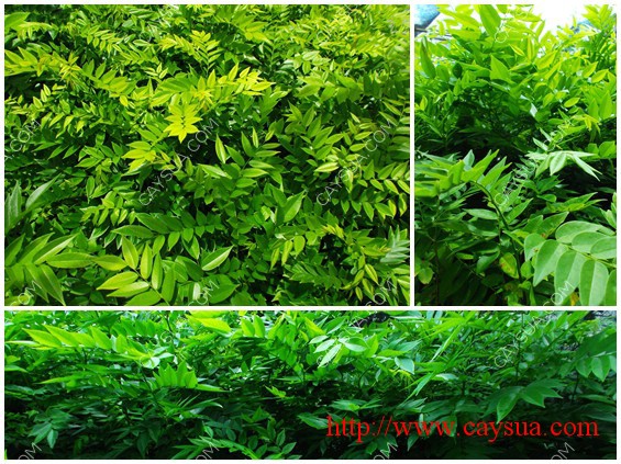 Khách hàng mua cây sưa đỏ giống tại vườn ươm Khách hàng mua cây sưa đỏ giống tại vườn ươm