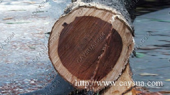 Cây gỗ sưa đỏ đến tuổi khai thác Cây gỗ sưa đỏ đến tuổi khai thác