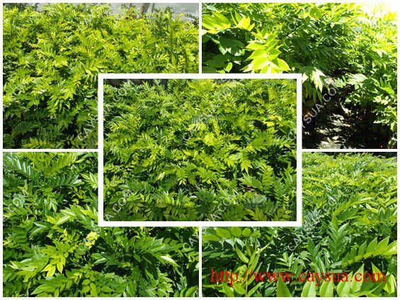 Vườn cây sưa đỏ giống Vườn cây sưa đỏ giống