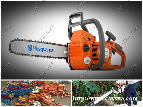 Cây sưa đỏ to nhất bị phá bởi: Cưa máy, Thuốc nổ, và Con Người Cây sưa đỏ to nhất bị phá bởi: Cưa máy, Thuốc nổ, và Con Người