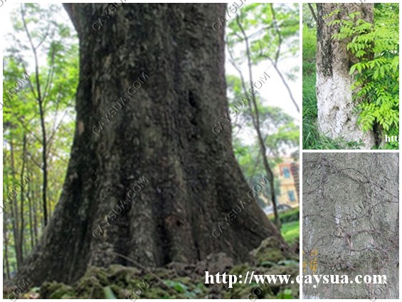 Anh+Cay+Go+Sua Giới thiệu về Cây Gỗ Sưa Đỏ