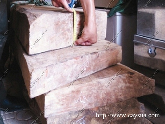 Khối gỗ sưa trị giá lớn Khối gỗ sưa trị giá lớn