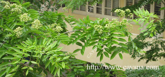 Hình ảnh hoa sưa đỏ - Cây gỗ sưa đỏ đang trổ bông Hình ảnh hoa sưa đỏ - Cây gỗ sưa đỏ đang trổ bông