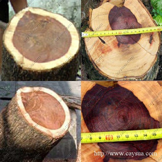 Lõi cây gỗ sưa đỏ là phần có giá trị kinh tế cao nhất Lõi cây gỗ sưa đỏ là phần có giá trị kinh tế cao nhất
