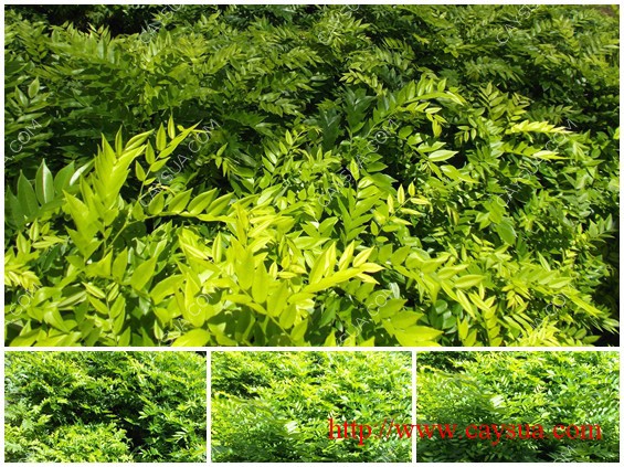 Vườn ươm giống cây sưa đỏ - Nơi bán giống cây sưa đỏ Vườn ươm giống cây sưa đỏ - Nơi bán giống cây sưa đỏ