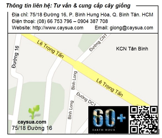 Vị trí vườn ươm tại Thành phố Hồ Chí Minh Vị trí vườn ươm tại Thành phố Hồ Chí Minh