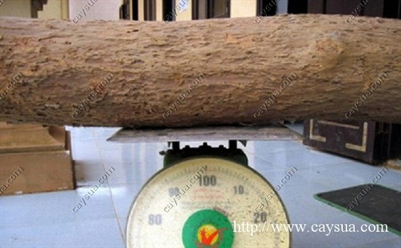 Phần thân cây gỗ sưa đỏ được cân Kg để bán Phần thân cây gỗ sưa đỏ được cân Kg để bán