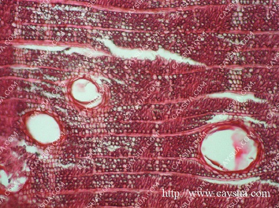 Gỗ cây sưa đỏ cắt lớp dưới kính hiển vi